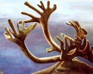 Caribou Caribou