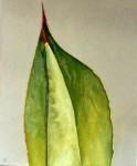 Agave Agave