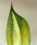Agave Kunstwerk Agave