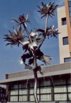 Distel Distel