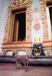 thai temple dog thai temple dog