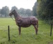 wachten op ruiter Kunstwerk wachten op ruiter
