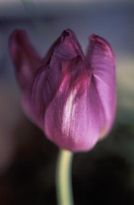 flower number 3 flower number 3