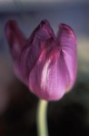 flower number 3 flower number 3