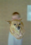Hond op hand Hond op hand