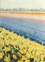 Bloembollenveld Lisse Kunstwerk Bloembollenveld Lisse
