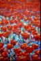 rood tulpenveld groot (II) Kunstwerk rood tulpenveld groot (II)