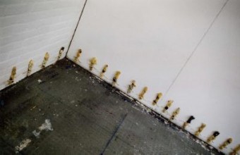 stokkies stokkies