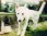 bobsessie/witte hond