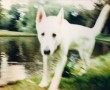 Kunstwerk bobsessie/witte hond