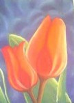 Lady Tulp Lady Tulp