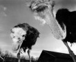 struisvogels Kunstwerk struisvogels