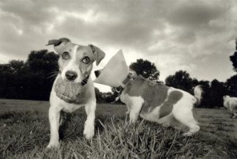 jack russells