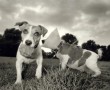 jack russells Kunstwerk jack russells