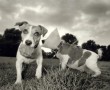 Kunstwerk jack russells