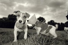 jack russells jack russells