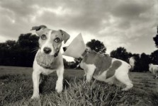 jack russells