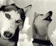 huskies Kunstwerk huskies