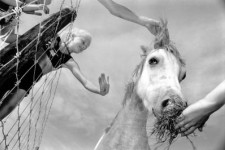 paard en kind paard en kind