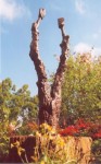 treelovers treelovers