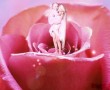 rose fairy's 1 Kunstwerk rose fairy's 1