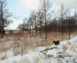 Kunstwerk Het laatste jaar van een eiland (Hond in sneeuw)