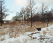 Het laatste jaar van een eiland (Hond in sneeuw) Kunstwerk Het laatste jaar van een eiland (Hond in sneeuw)