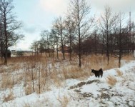 Het laatste jaar van een eiland (Hond in sneeuw)