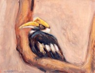 Neushoornvogel Neushoornvogel