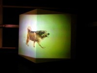 Hond Hond