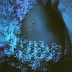 Flowerstar Flowerstar