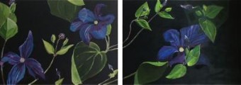 Clematis 2-luik Clematis 2-luik