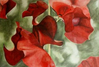 Lathyrus Lathyrus