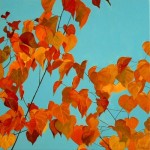Herfstbladeren Herfstbladeren