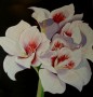 Amaryllis Kunstwerk Amaryllis