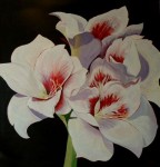 Amaryllis Amaryllis