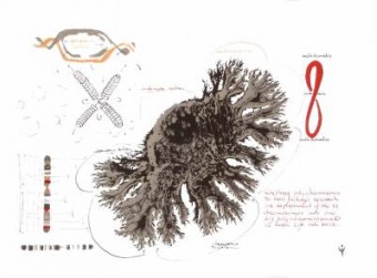 polychromosome polychromosome