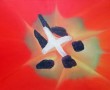 (12) Tulp Kunstwerk (12) Tulp