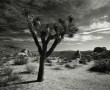 Joshua Tree Kunstwerk Joshua Tree