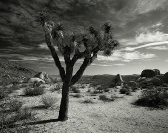 Joshua Tree Joshua Tree