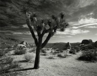 Joshua Tree Joshua Tree