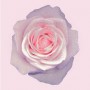 rose Kunstwerk rose
