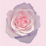 rose rose