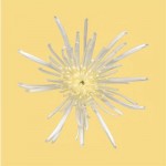 chrysant chrysant