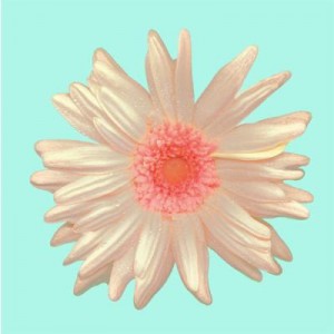 gerbera gerbera
