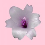 lelie pink lelie pink