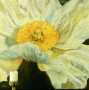 Witte Papaver Kunstwerk Witte Papaver
