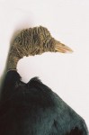 Meerkoet Meerkoet