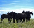 Kunstwerk Friese paarden