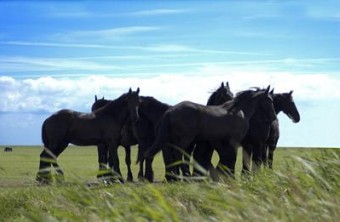 Friese paarden Friese paarden